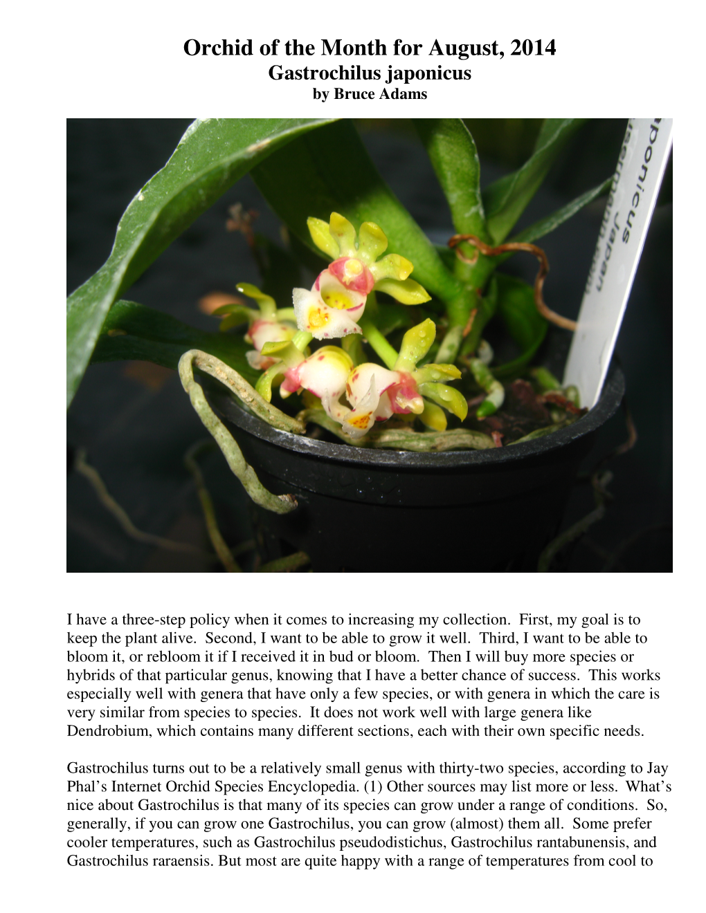 Orchid of the Month for August, 2014 Gastrochilus Japonicus by Bruce Adams