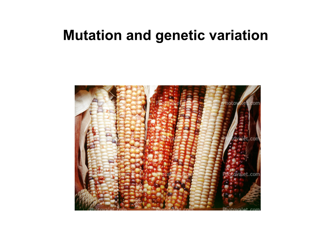 Mutation and Genetic Variation Thymidine Dimer