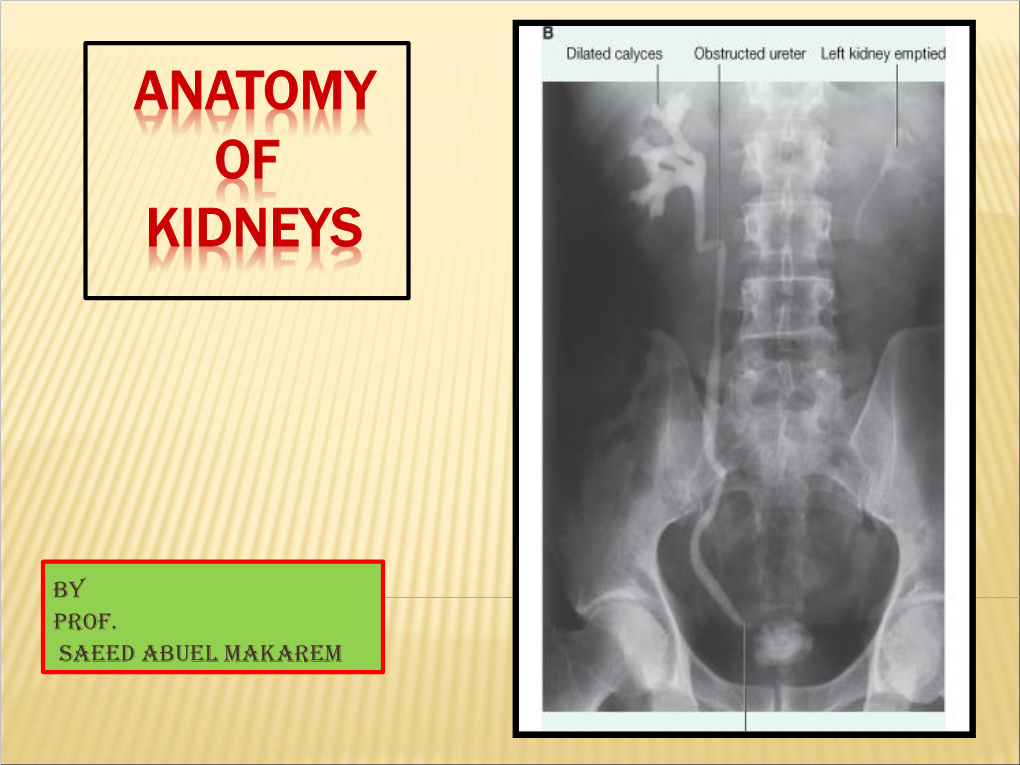 Kidney, Renal Block
