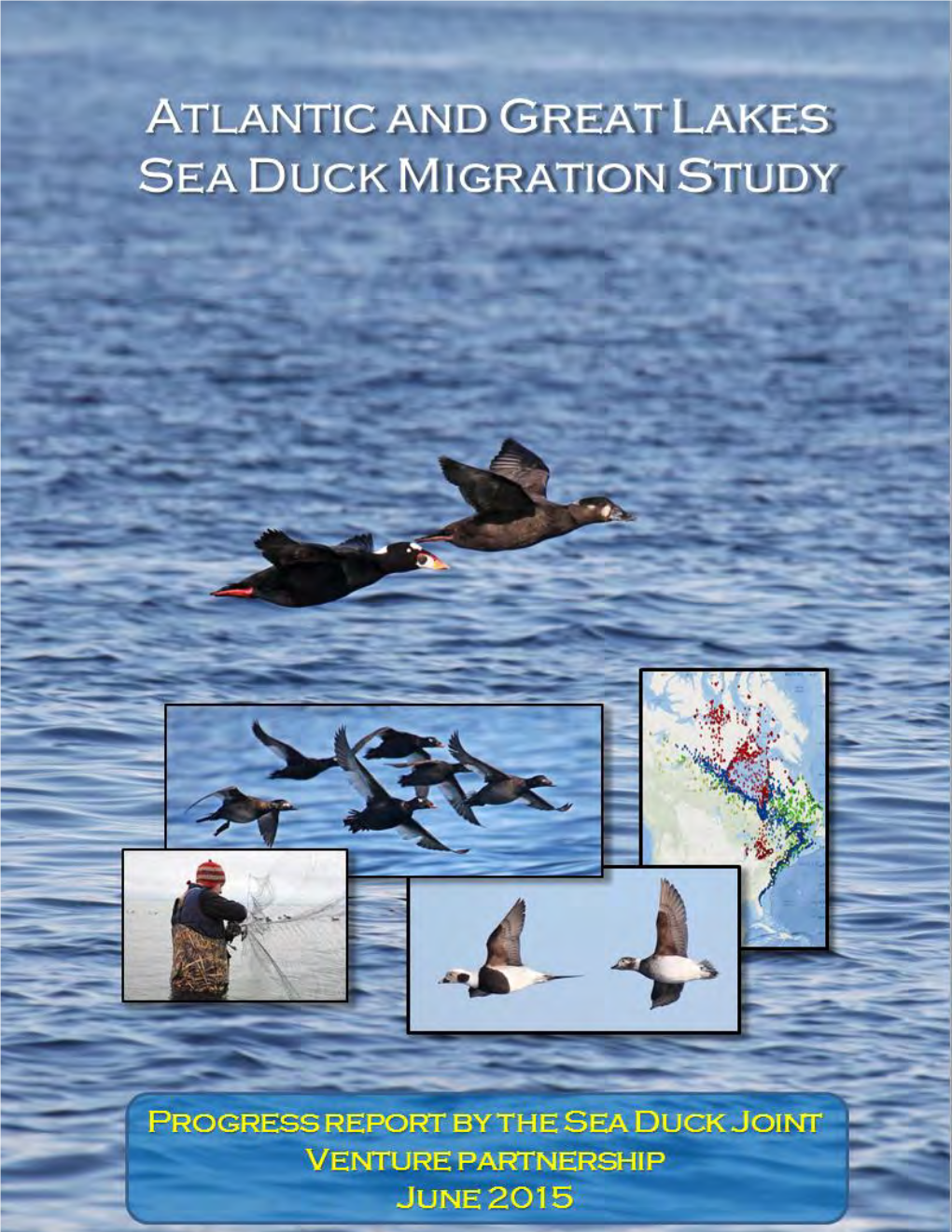 Atlantic and Great Lakes Sea Duck Migration Study June 30, 2015 Progress Report June 2015