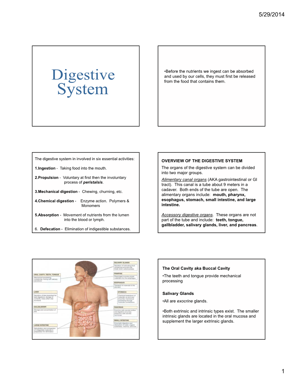 Digestive System in Involved in Six Essential Activities: OVERVIEW of the DIGESTIVE SYSTEM 1.Ingestion - Taking Food Into the Mouth