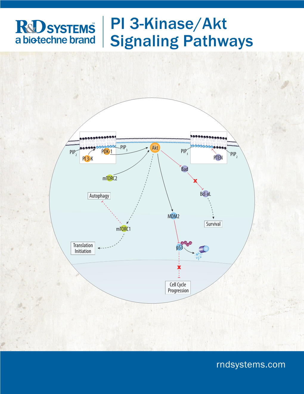 PI 3-Kinase/Akt Signaling Pathways