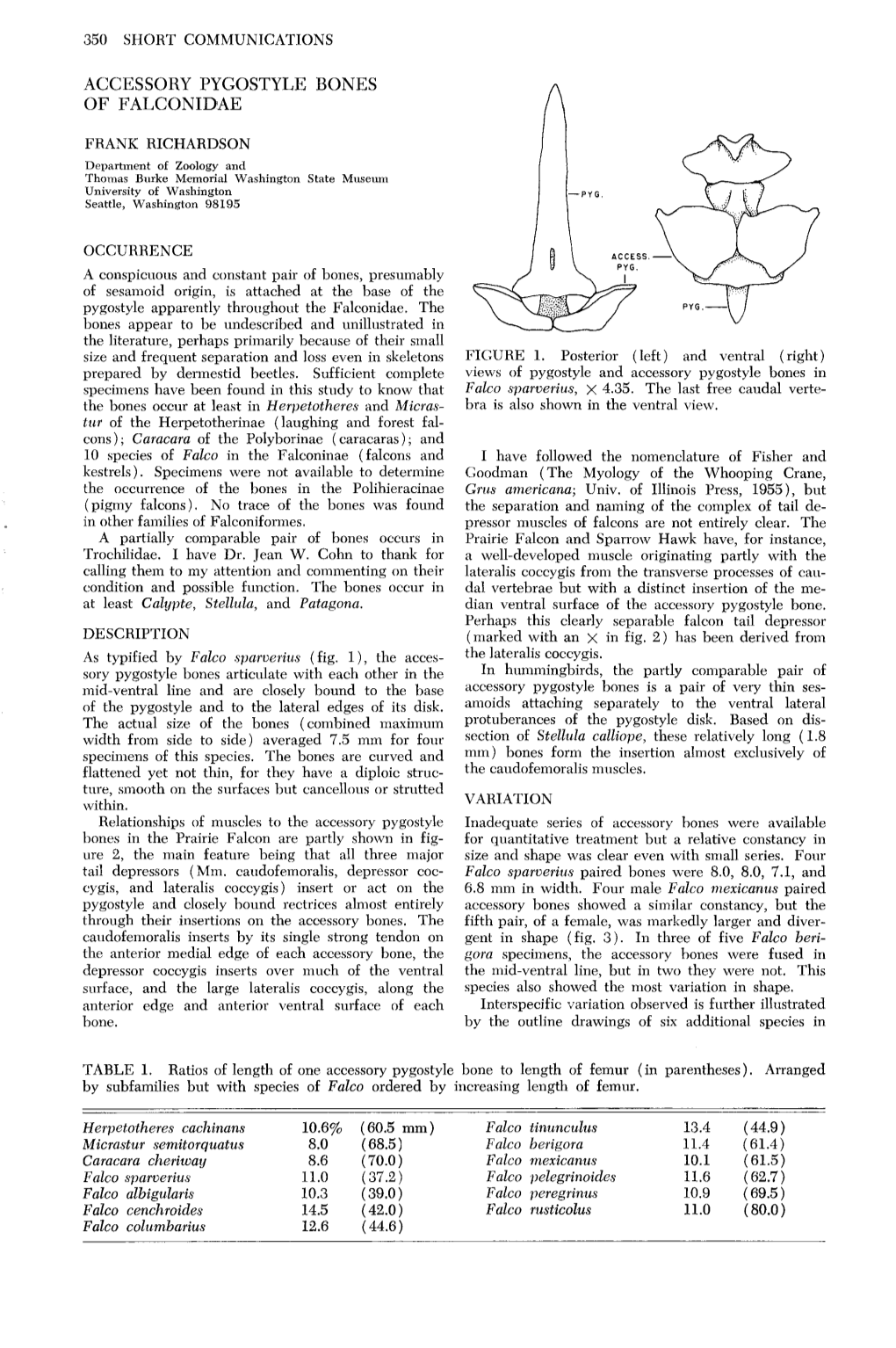 Accessory Pygostyle Bones of Falconidae