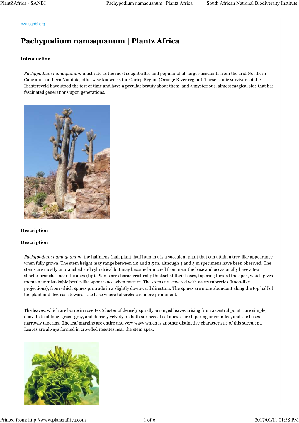Pachypodium Namaquanum | Plantz Africa South African National Biodiversity Institute