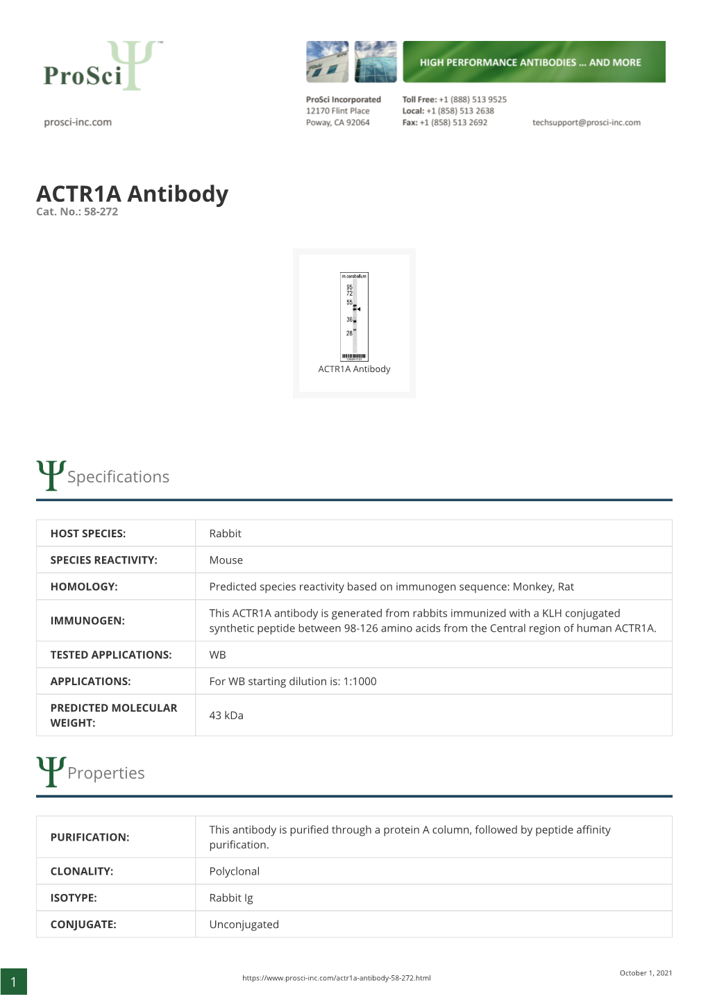 ACTR1A Antibody Cat