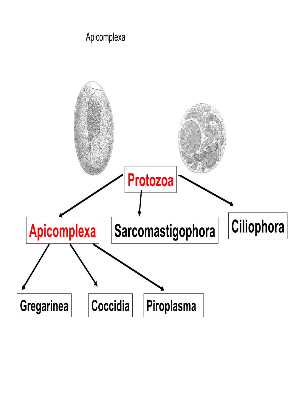 Protozoa Apicomplexa Sarcomastigophoraciliophora