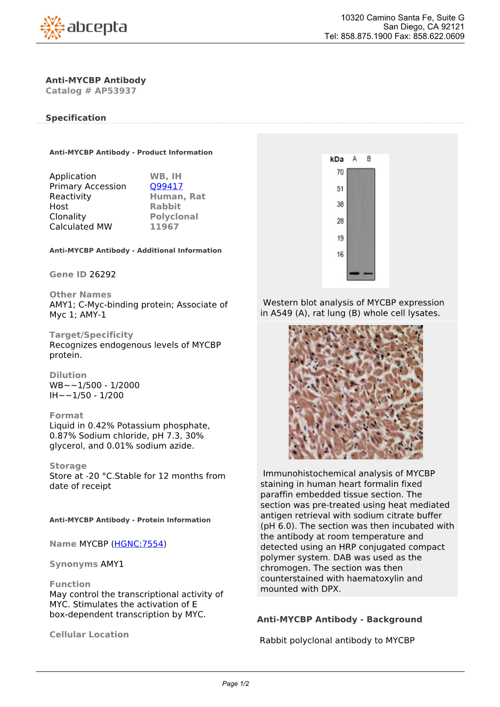 Anti-MYCBP Antibody Catalog # AP53937