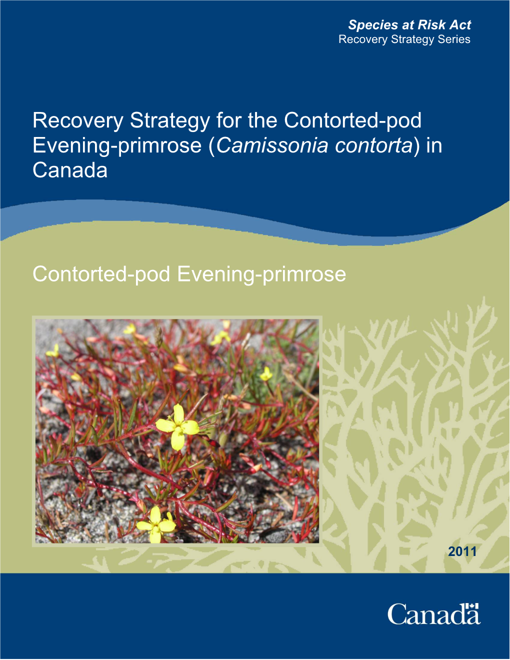 Recovery Strategy for the Contorted-Pod Evening-Primrose (Camissonia Contorta) in Canada