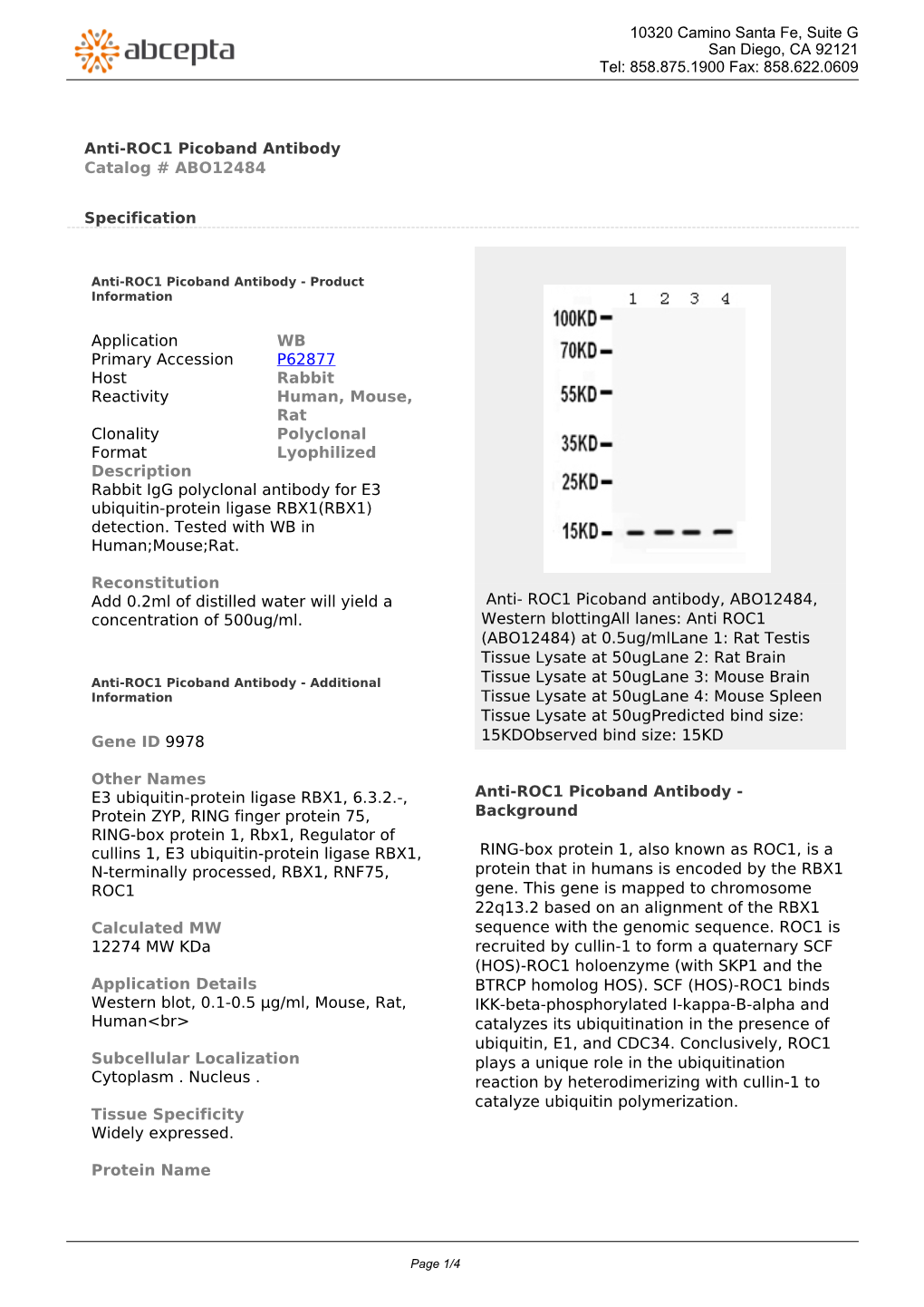 Anti-ROC1 Picoband Antibody Catalog # ABO12484