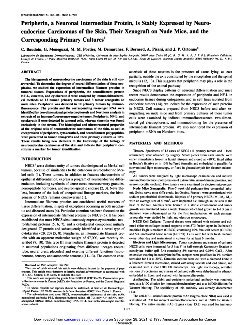 Peripherin, a Neuronal Intermediate Protein, Is Stably Expressed by Neuro