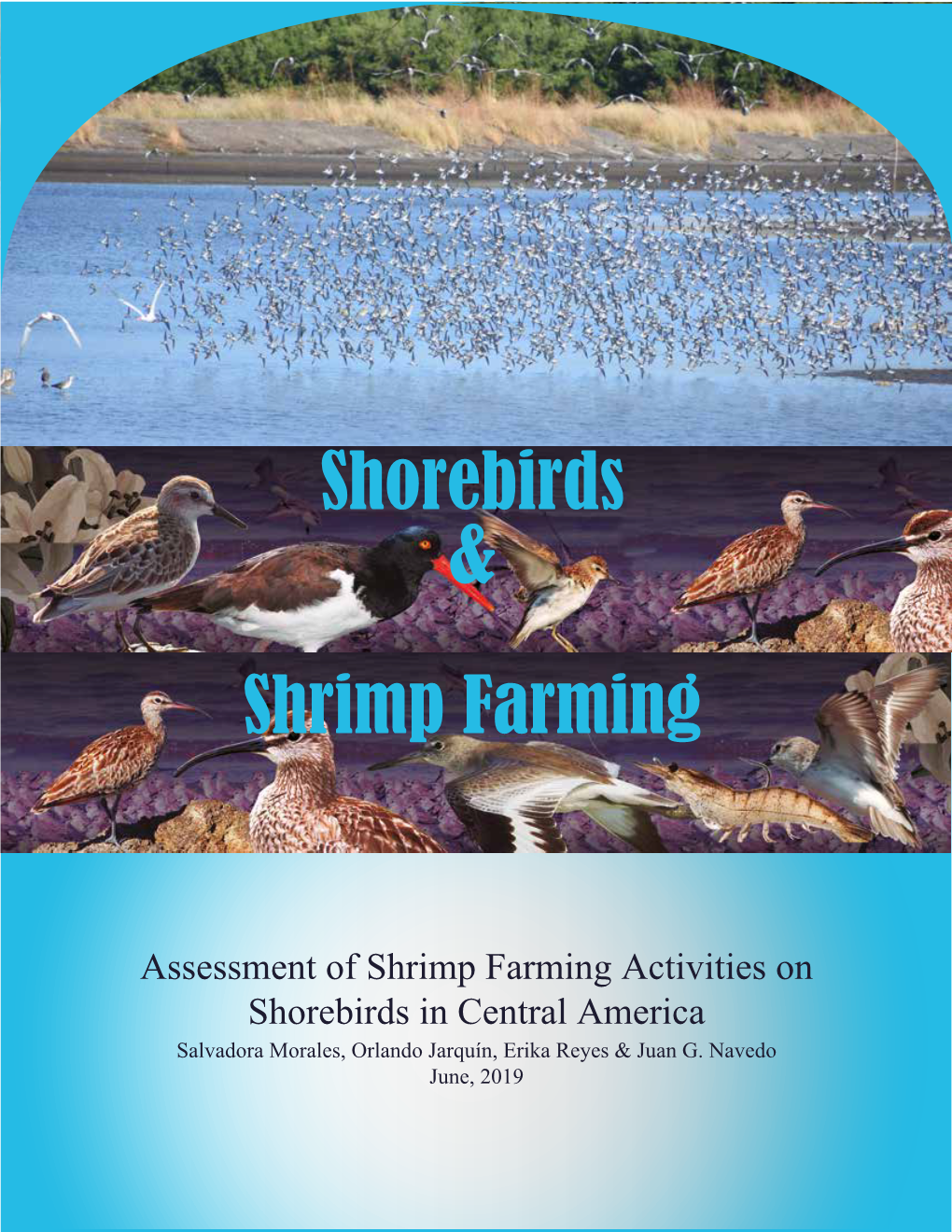 Shorebirds & Shrimp Farming