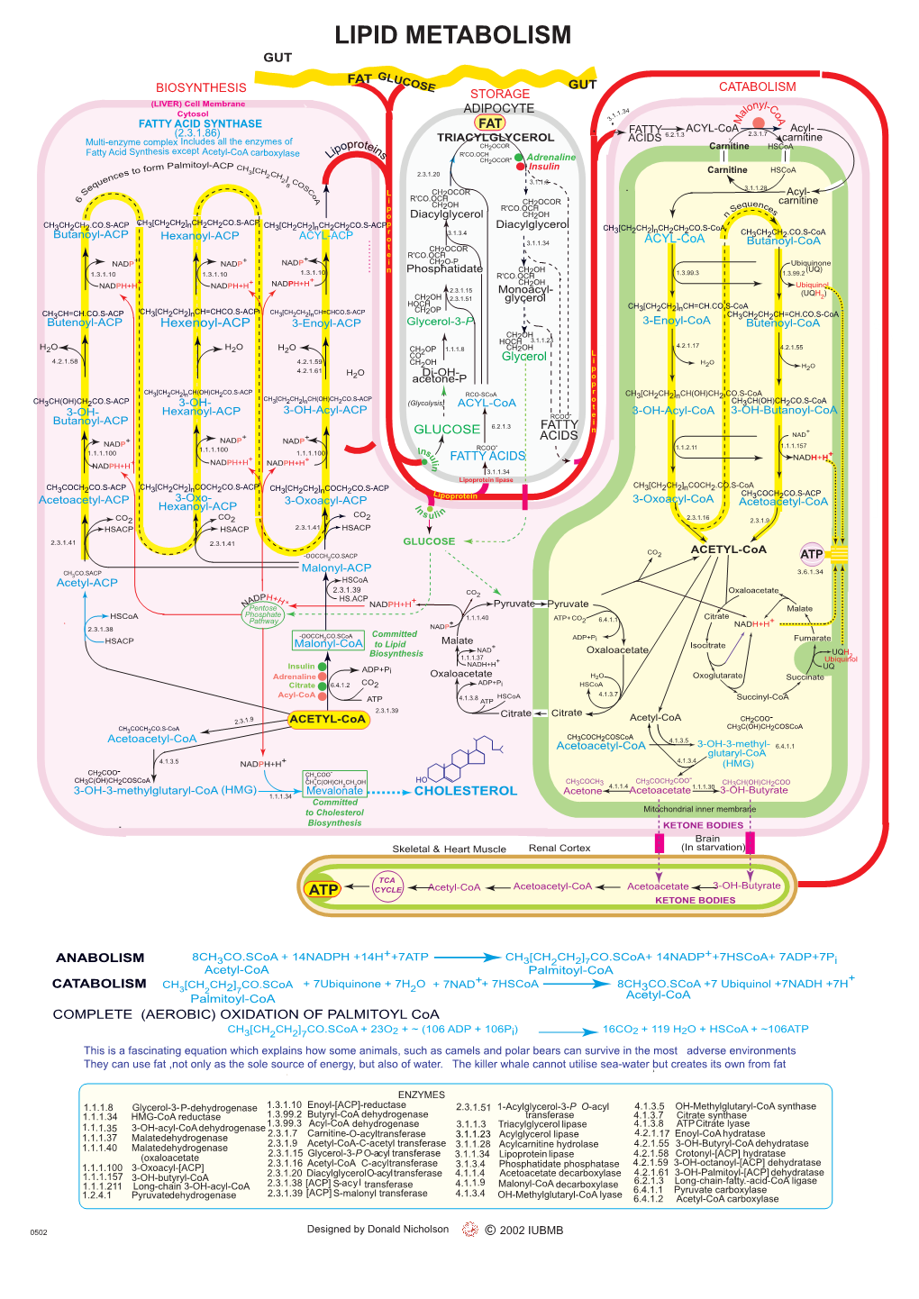 LIPID METABOLISM GUT FAT GLUCOSE G U T CATABOLISM BIOSYNTHESIS STORAGE (LIVER) Cell Membrane Nyl-C ADIPOCYTE .34 Lo O Cytosol 1.1 a 3