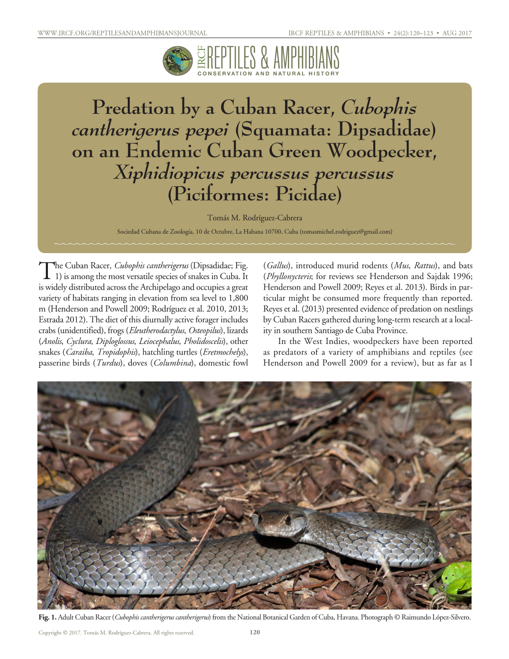 Predation by a Cuban Racer, Cubophis