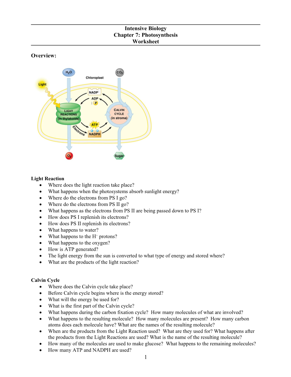 Where Does The Light Reaction Take Place