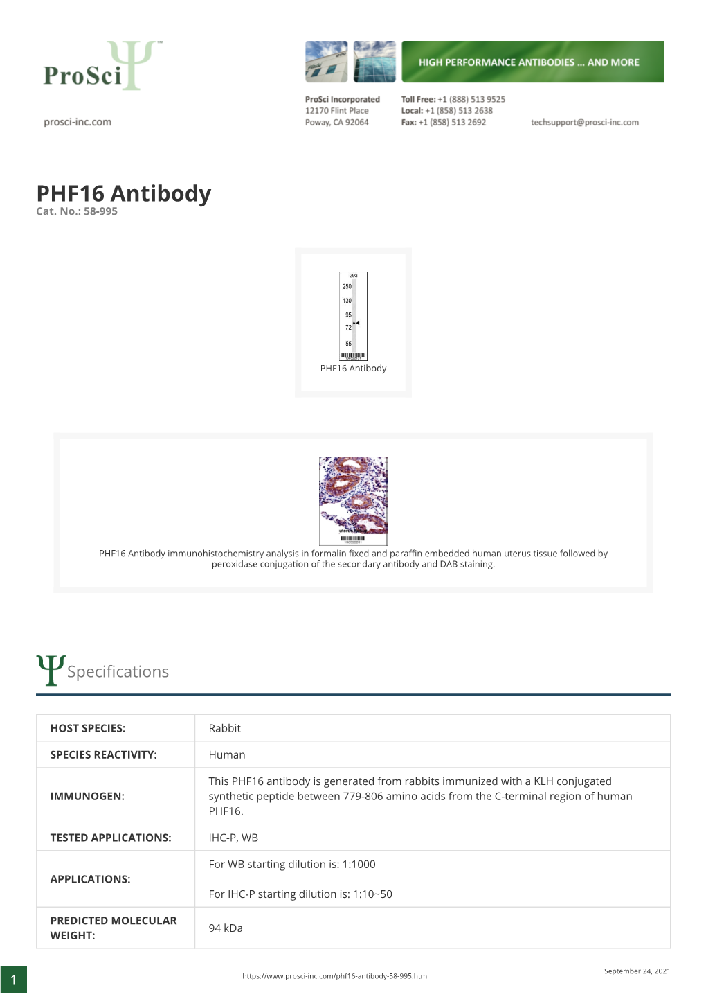 PHF16 Antibody Cat