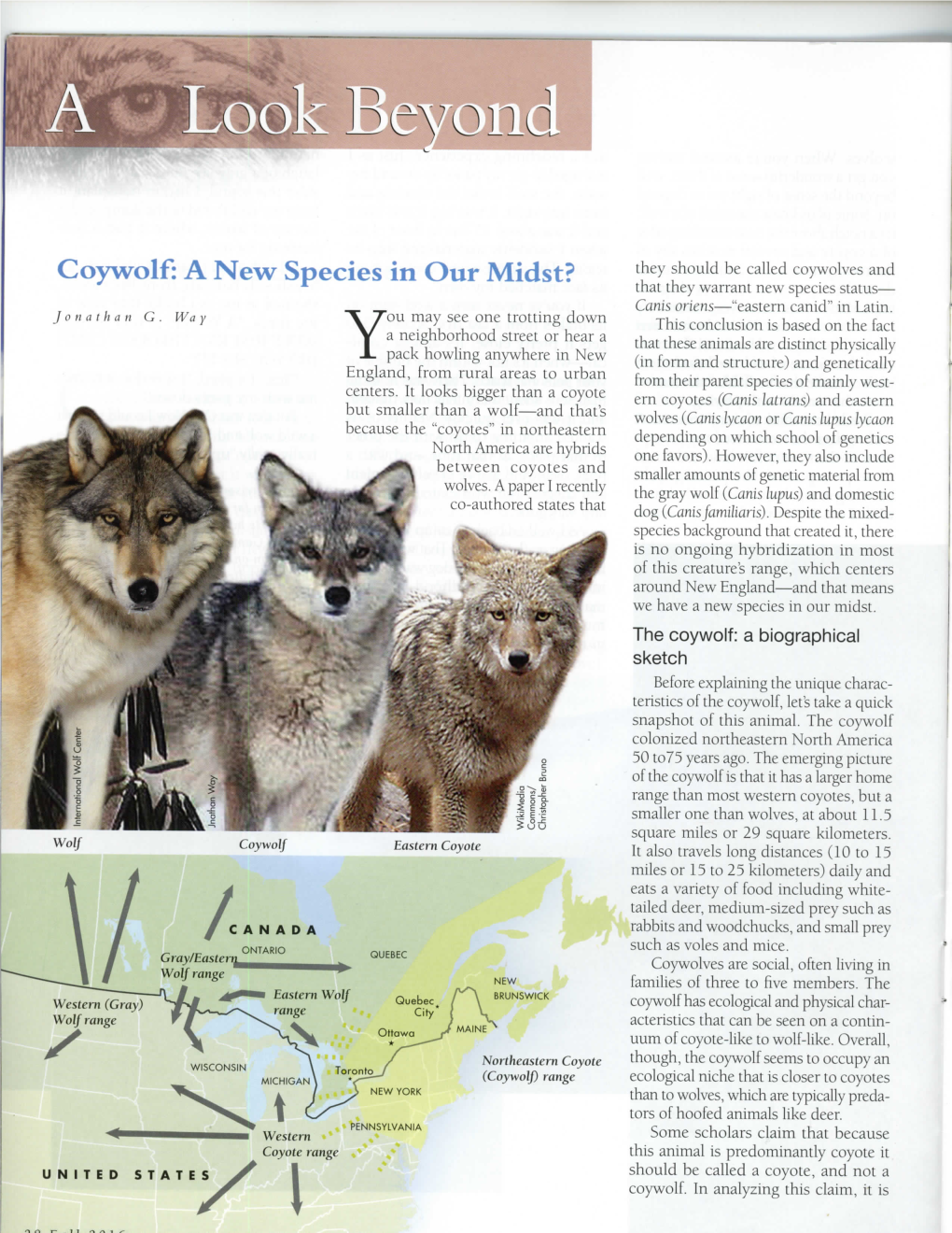 Coywolf: a New Species in Our Midst? That They Warrant New Species Status— Canis Oriens—