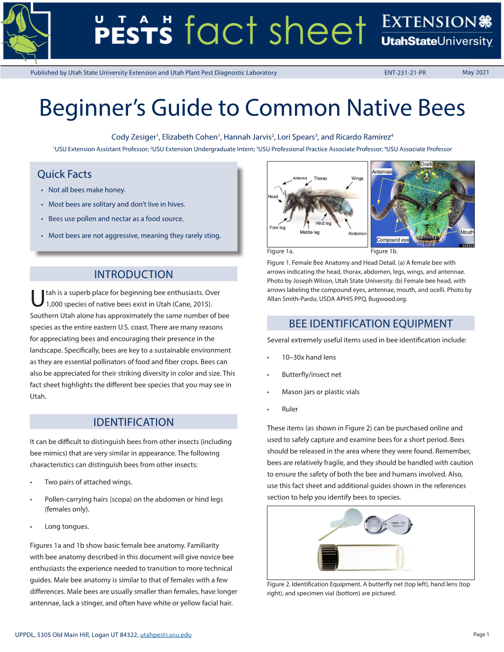 Beginner's Guide to Common Native Bees
