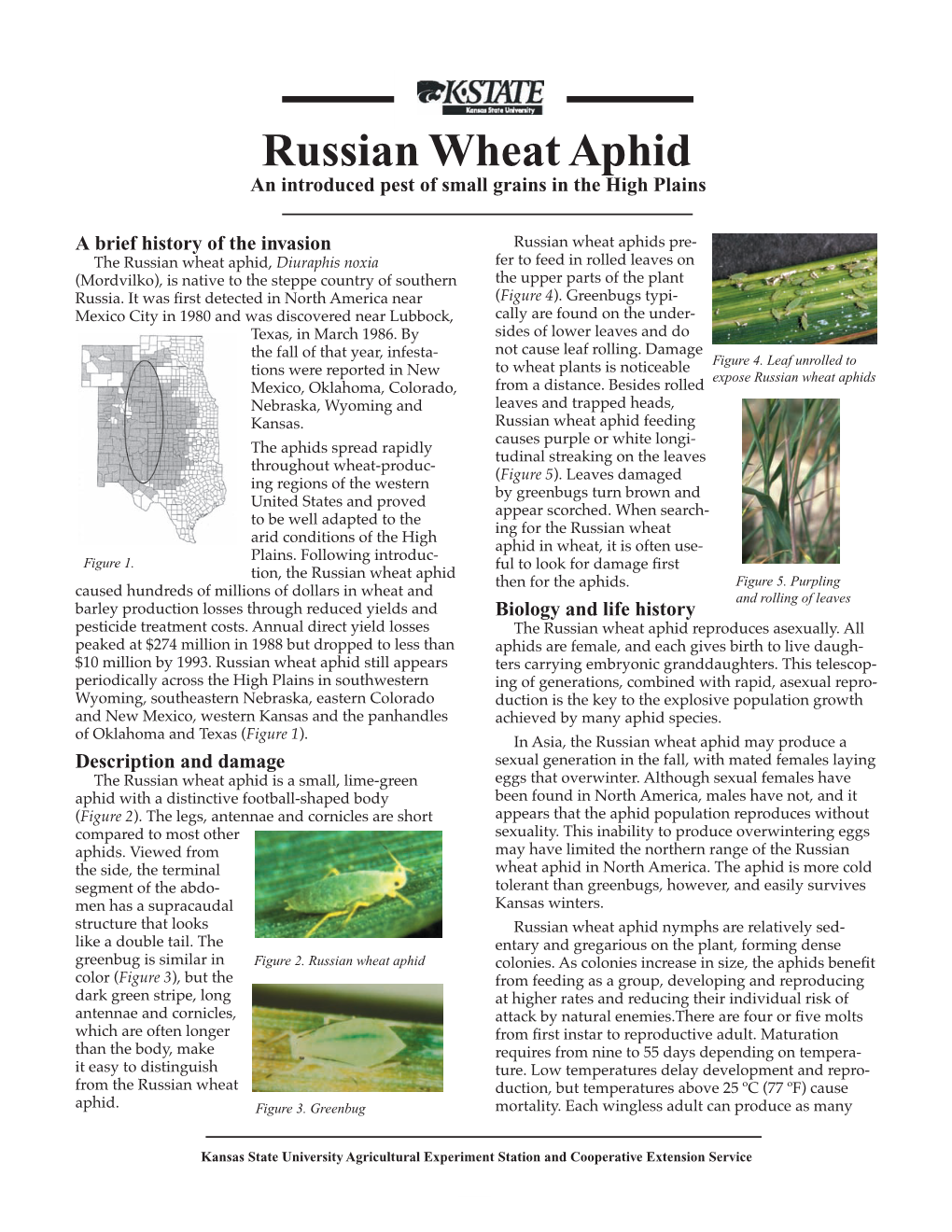 MF2666 Russian Wheat Aphid