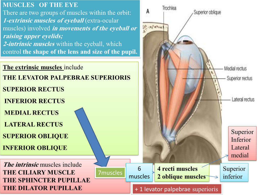 1-Extrinsic Muscles of Eyeball (Extra-Ocular Muscles) Involved In