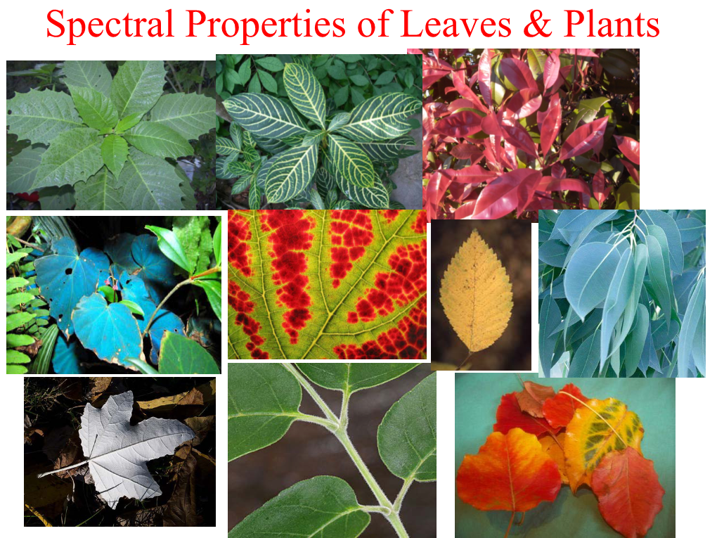 Spectral Properties of Leaves & Plants