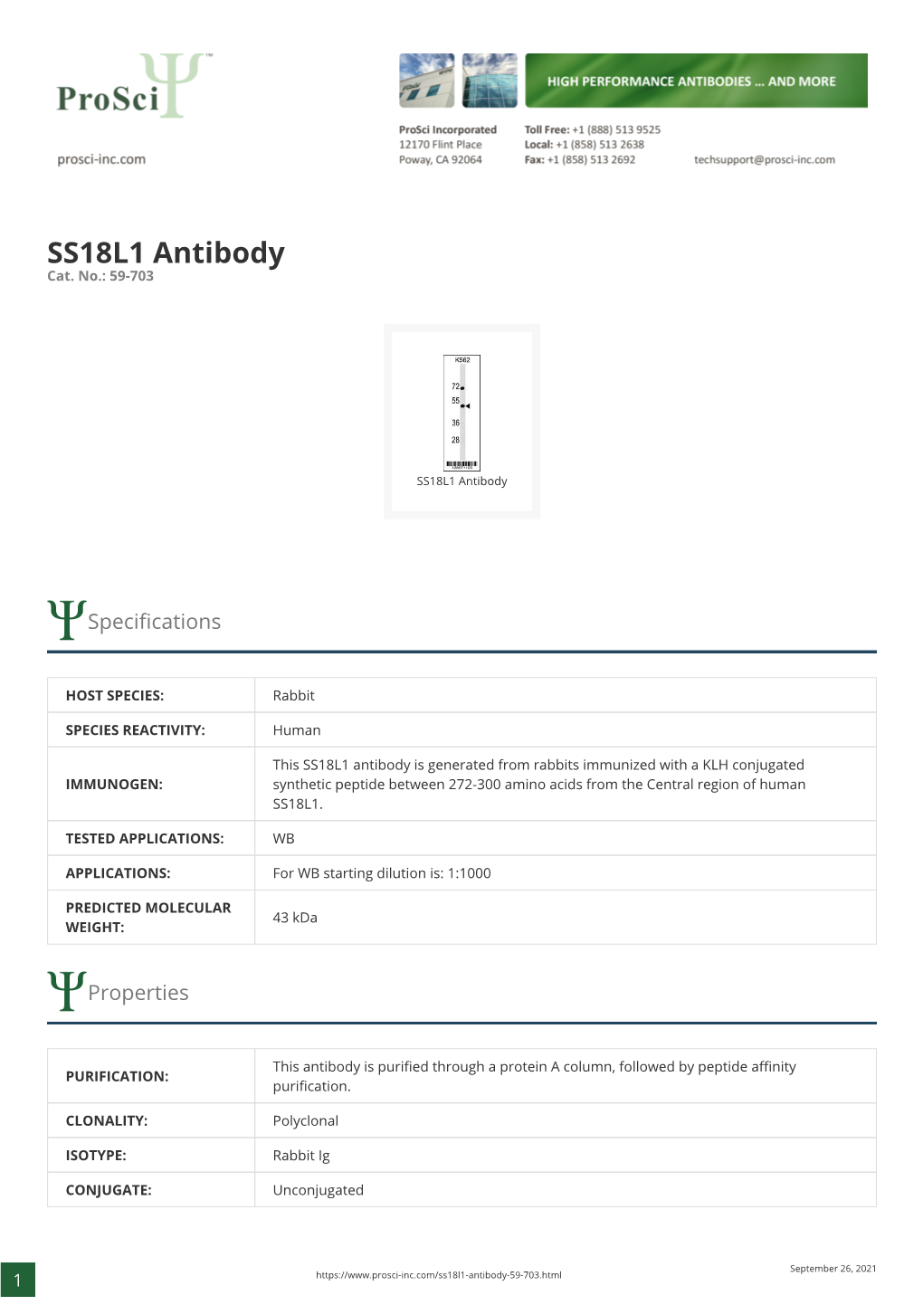 SS18L1 Antibody Cat