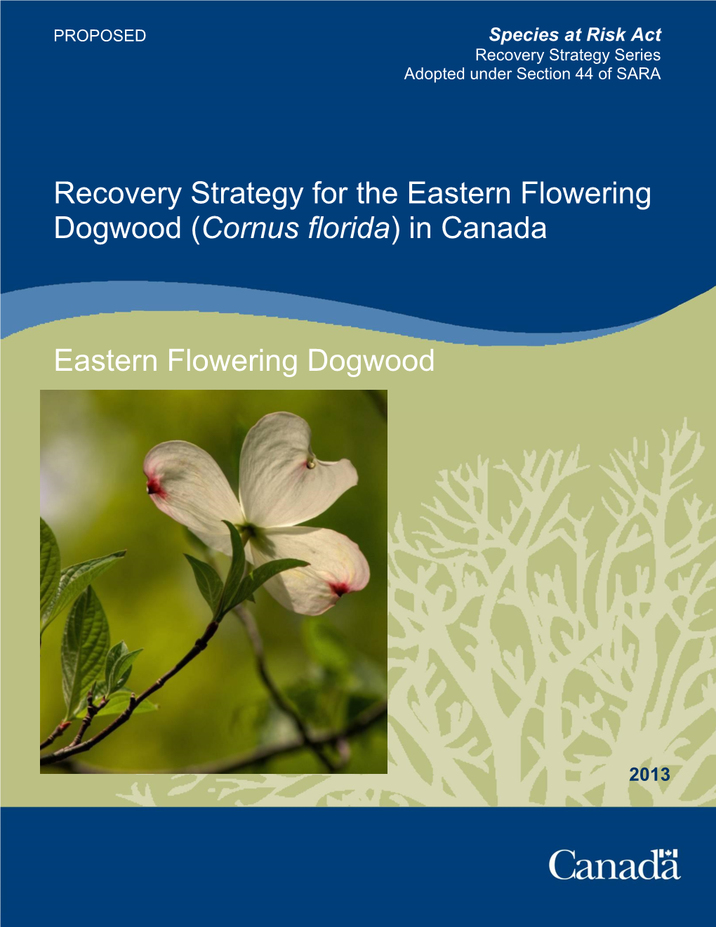 Eastern Flowering Dogwood (Cornus Florida) in Canada