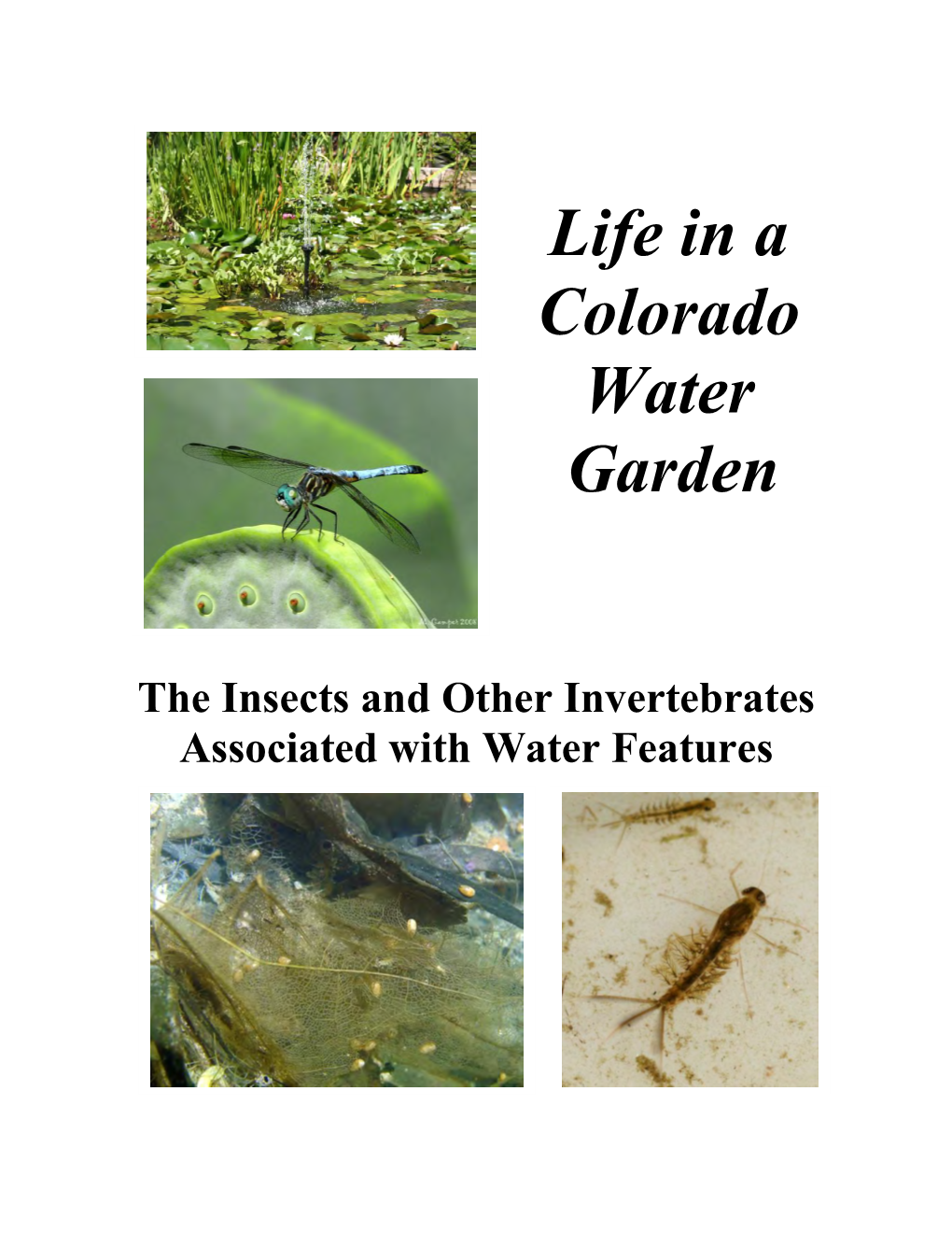 Life in a Colorado Water Garden: the Insects and Other Invertebrates Associated with Water Features