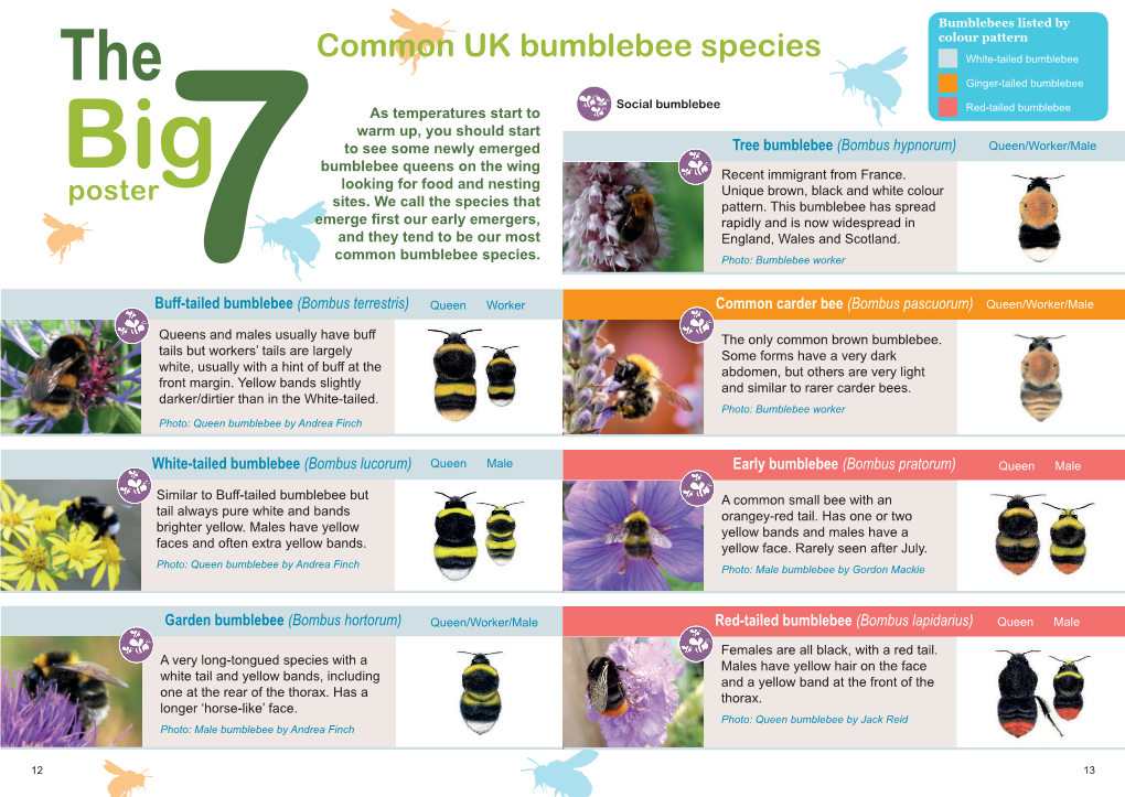 Common UK Bumblebee Species