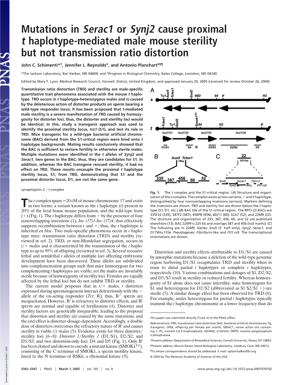 Mutations in Serac1 Or Synj2 Cause Proximal T Haplotype-Mediated Male Mouse Sterility but Not Transmission Ratio Distortion