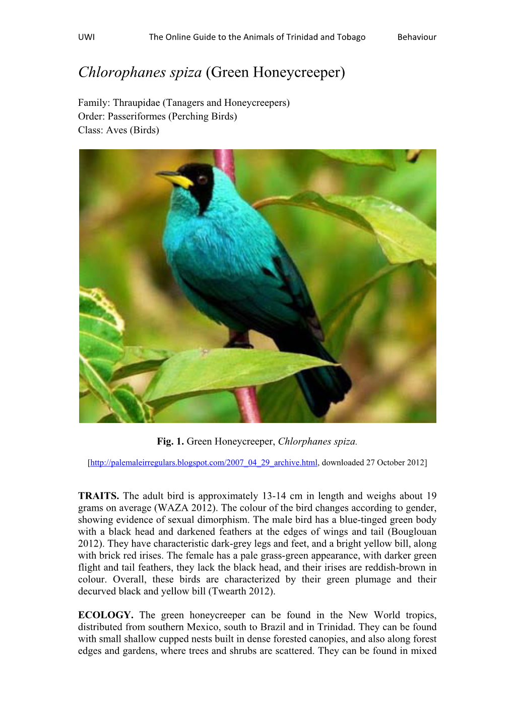 Chlorophanes Spiza (Green Honeycreeper)