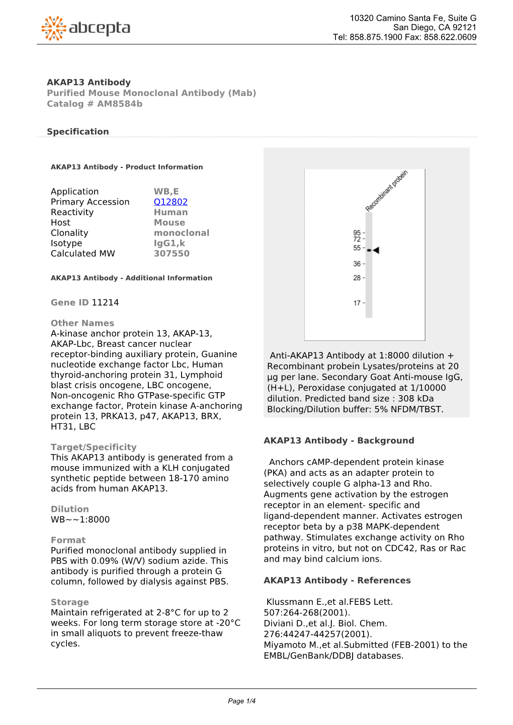 AKAP13 Antibody Purified Mouse Monoclonal Antibody (Mab) Catalog # Am8584b
