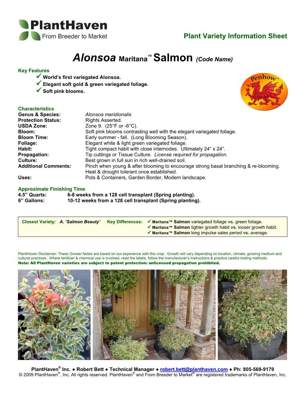 Alonsoa Maritana™ Salmon (Code Name) Key Features  World’S First Variegated Alonsoa