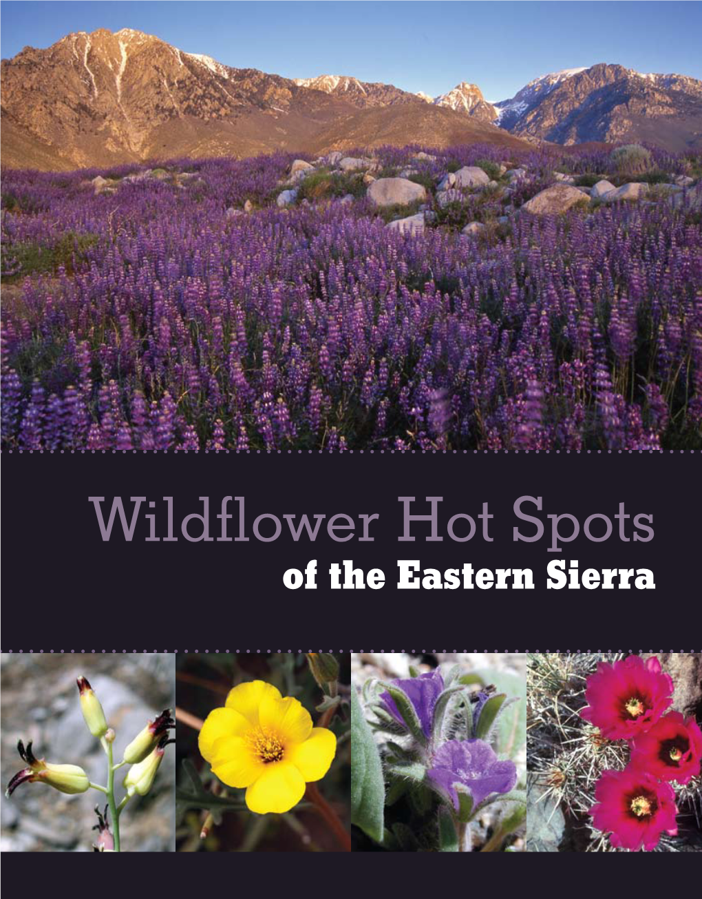 Wildflower Hotspots of the Eastern Sierra