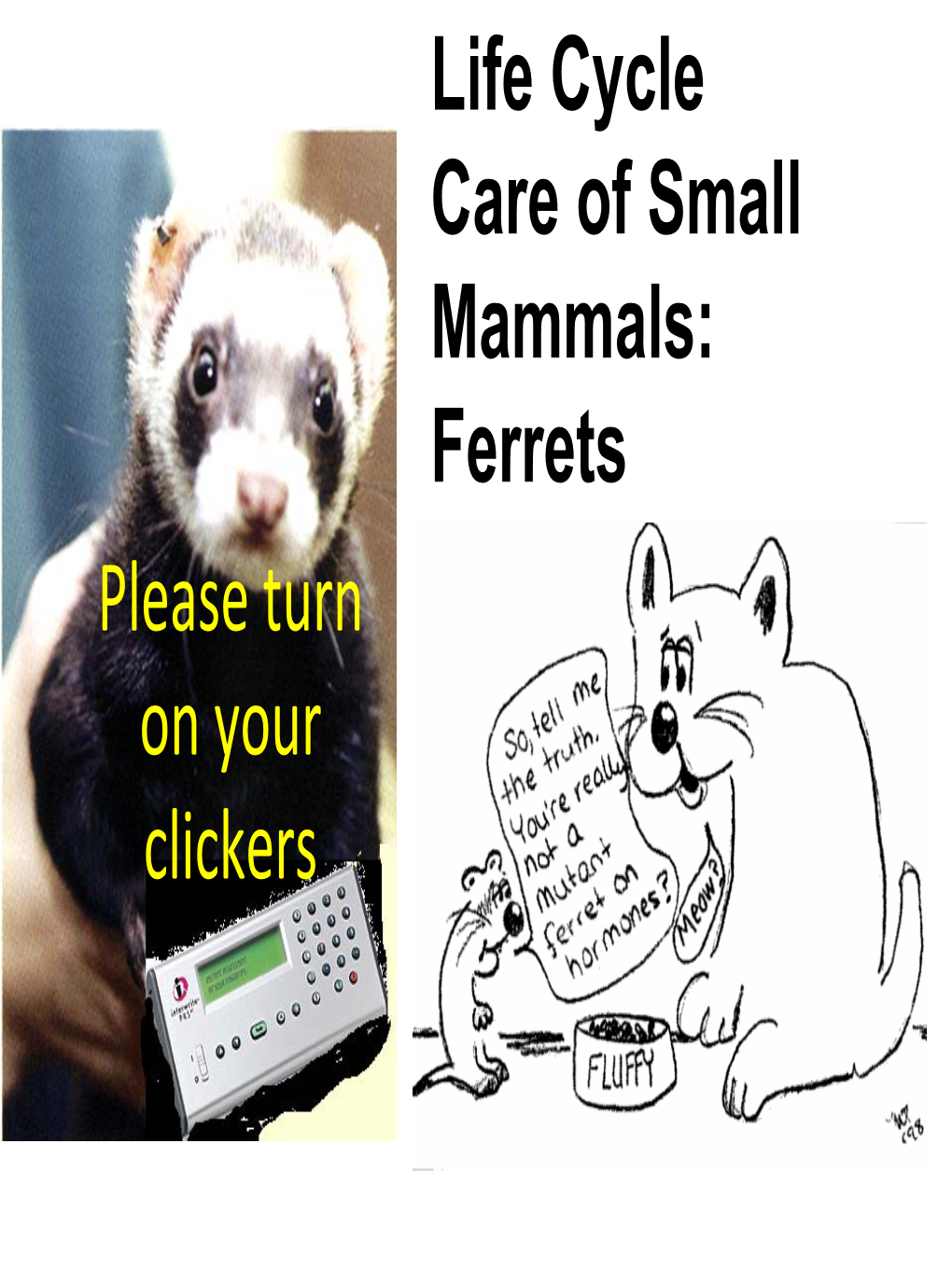 Life Cycle Care of Small Mammals: Ferrets Please Turn on Your Clickers Ferrets Are in the Weasel Family (Mustelids)