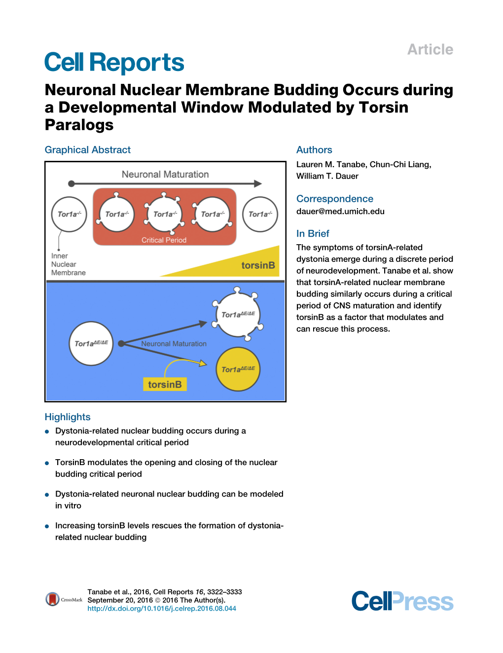 Neuronal Nuclear Membrane Budding Occurs During a Developmental Window Modulated by Torsin Paralogs