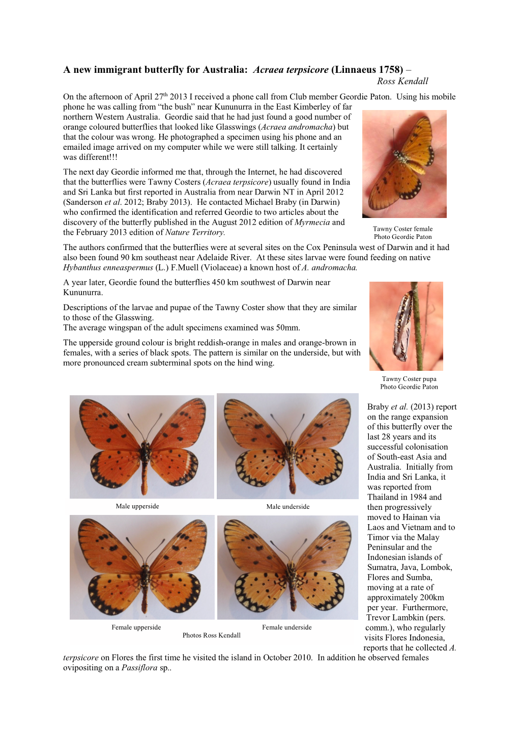 A New Immigrant Butterfly for Australia: Acraea Terpsicore (Linnaeus 1758) – Ross Kendall