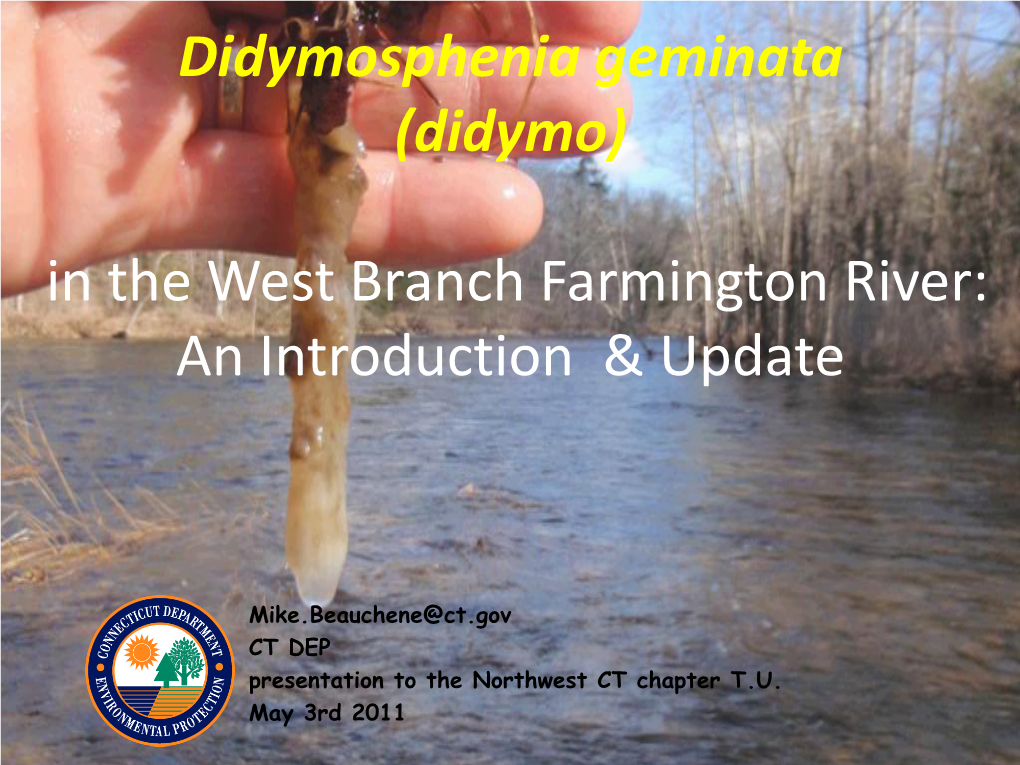 Didymosphenia Geminata (Didymo) in the West Branch Farmington River: an Introduction & Update