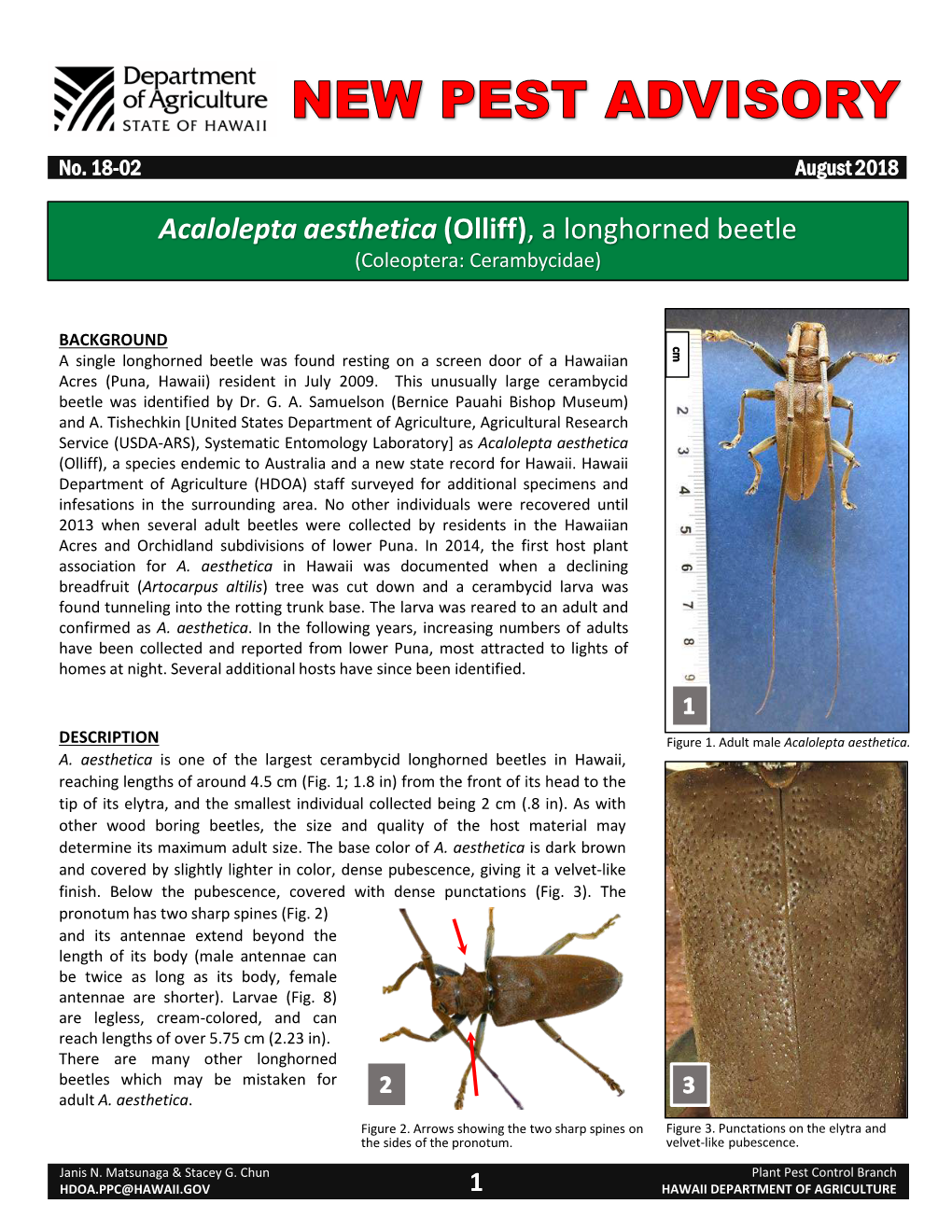 Acalolepta Aesthetica (Olliff), a Longhorned Beetle (Coleoptera: Cerambycidae)