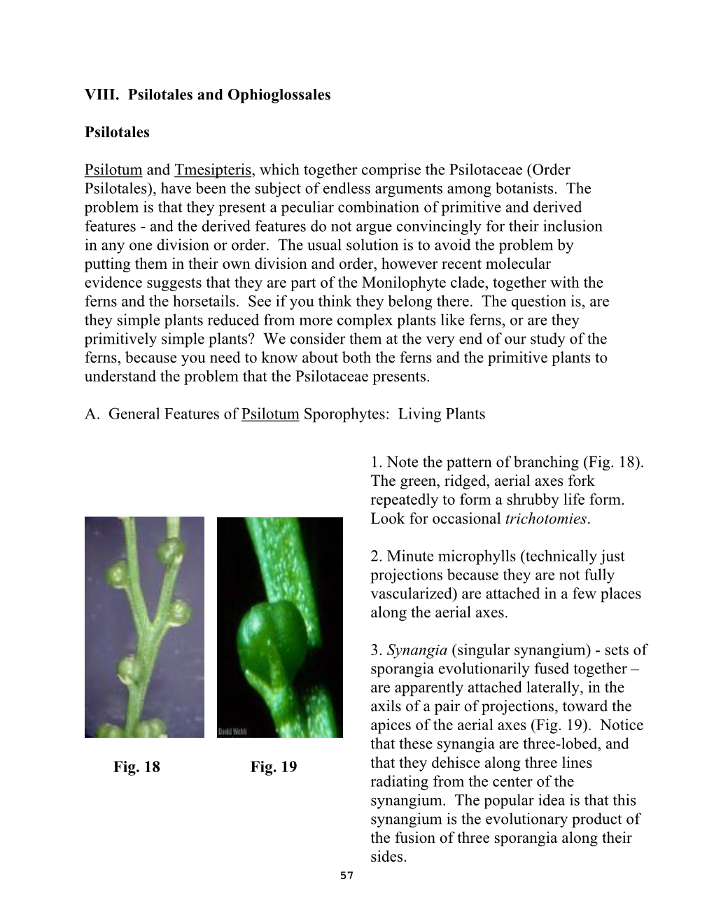 VIII. Psilotales and Ophioglossales