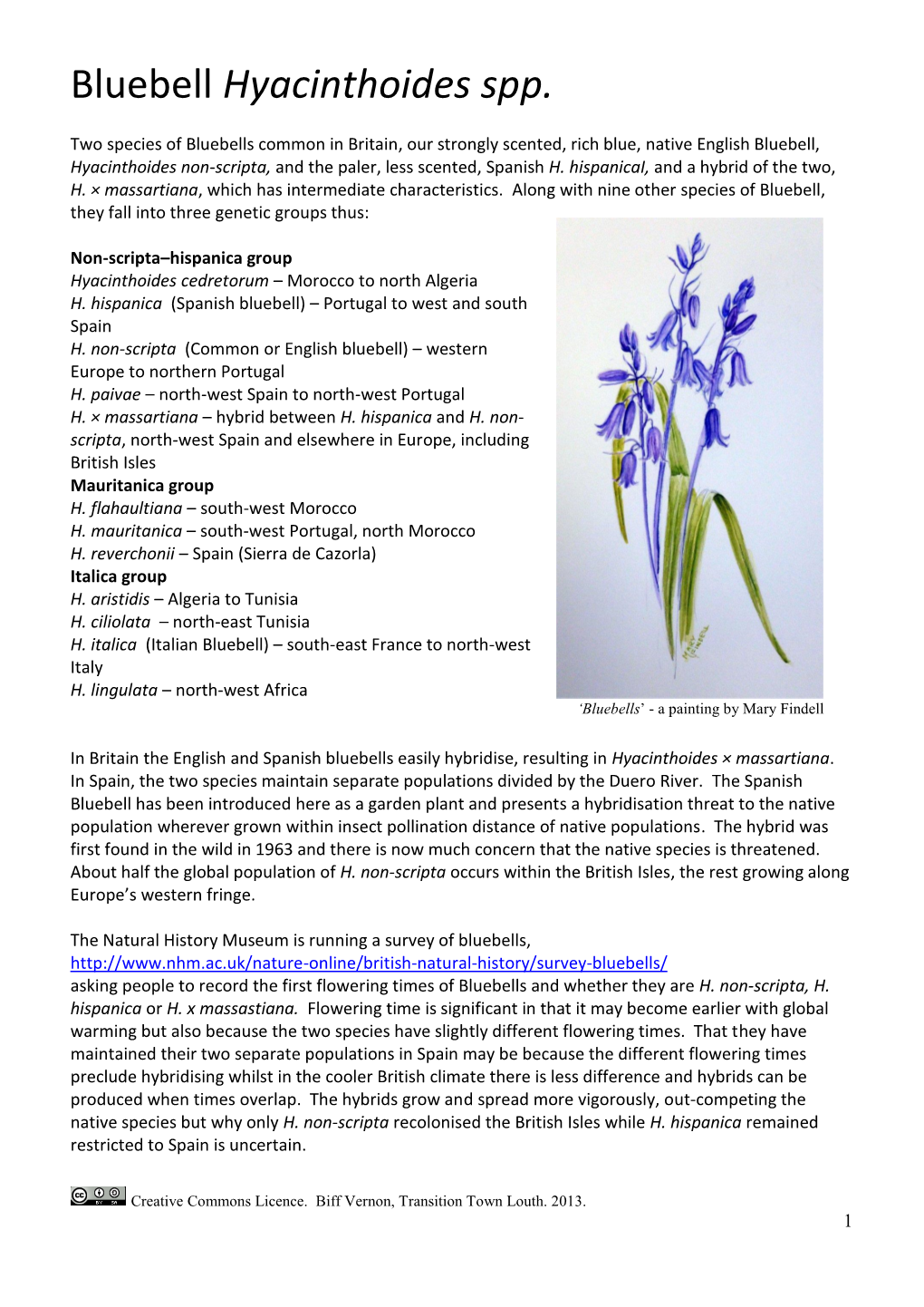 Bluebell Hyacinthoides Spp