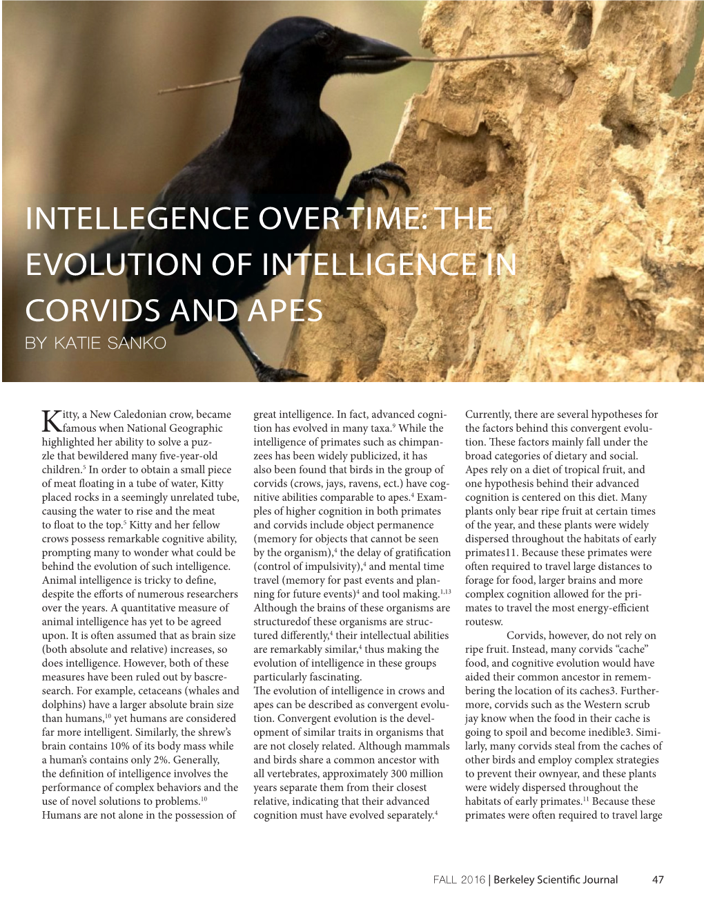 Intellegence Over Time: the Evolution of Intelligence in Corvids and Apes by Katie Sanko