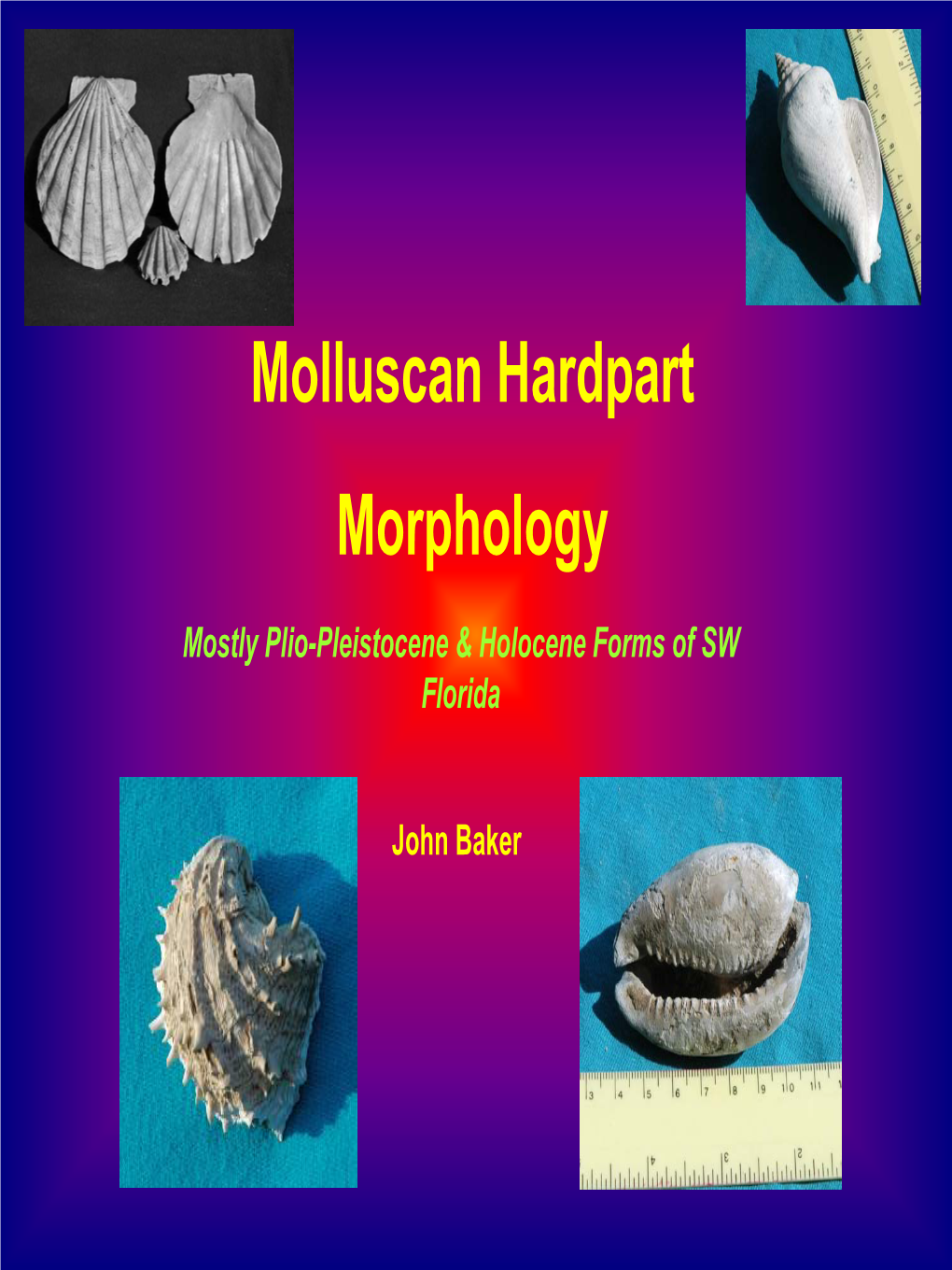 Molluscan Hardpart Morphology