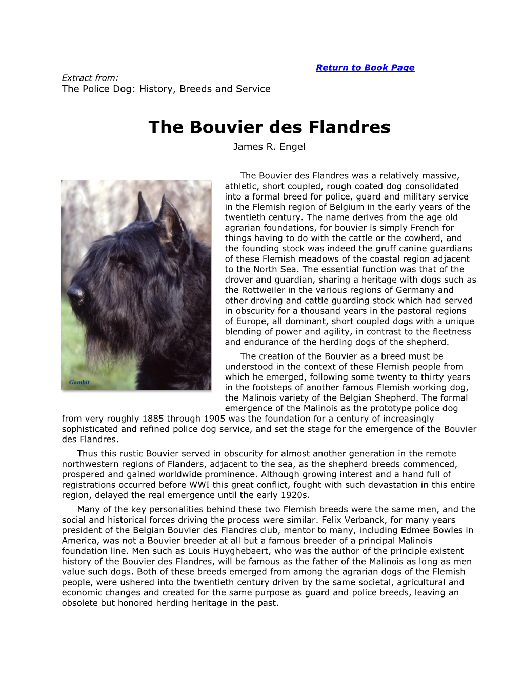 The Bouvier Des Flandres James R