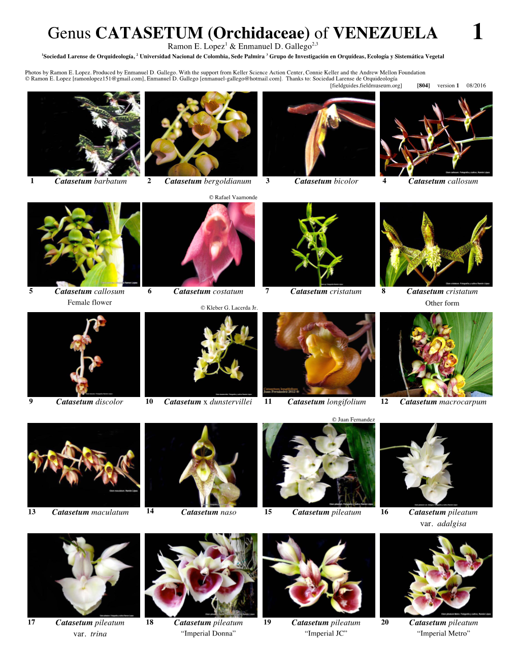 Genus CATASETUM (Orchidaceae) of VENEZUELA 1 Ramon E
