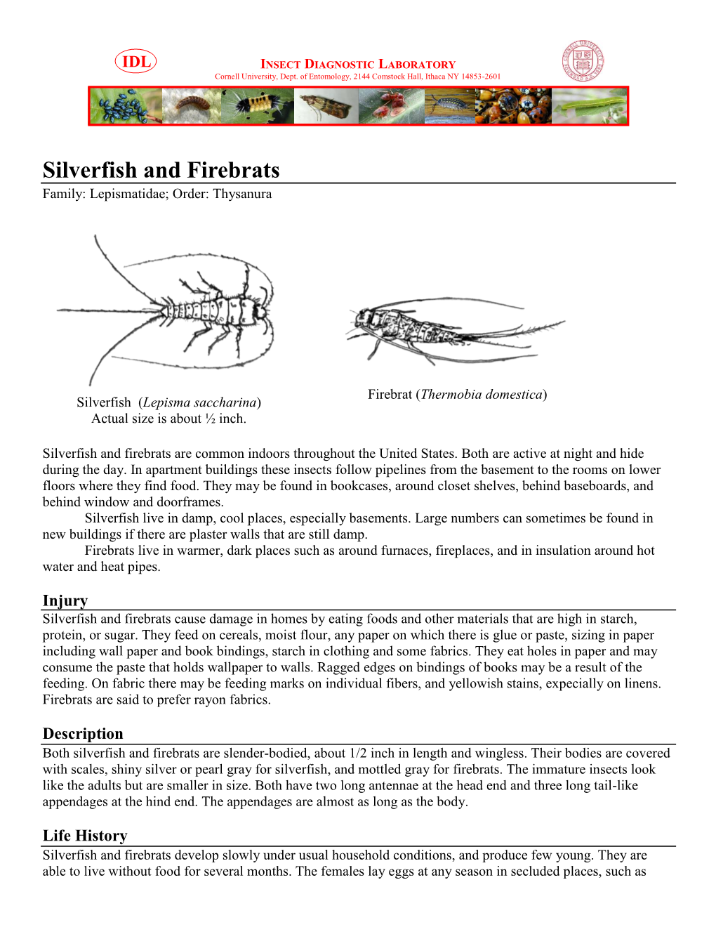 Silverfish and Firebrats Family: Lepismatidae; Order: Thysanura