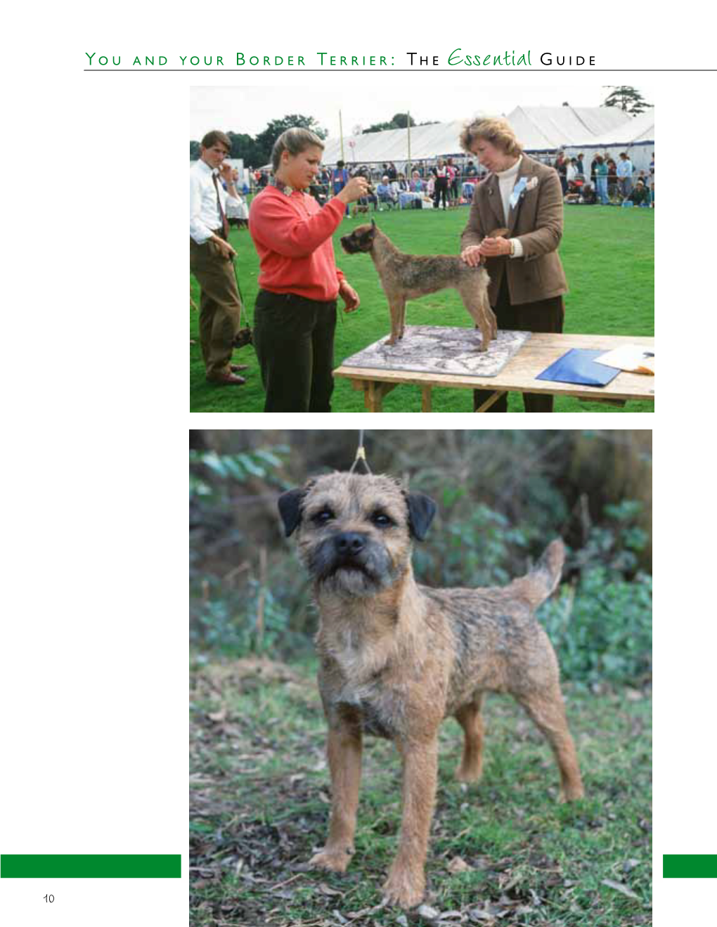 You and Your Border Terrier: the Essential Guide Breed Background