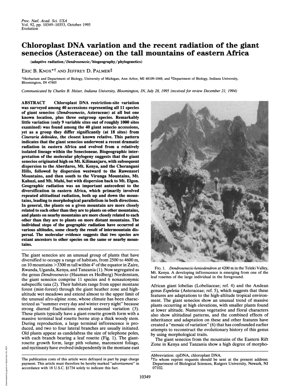 Chloroplast DNA Variation and the Recent Radiation of the Giant Senecios