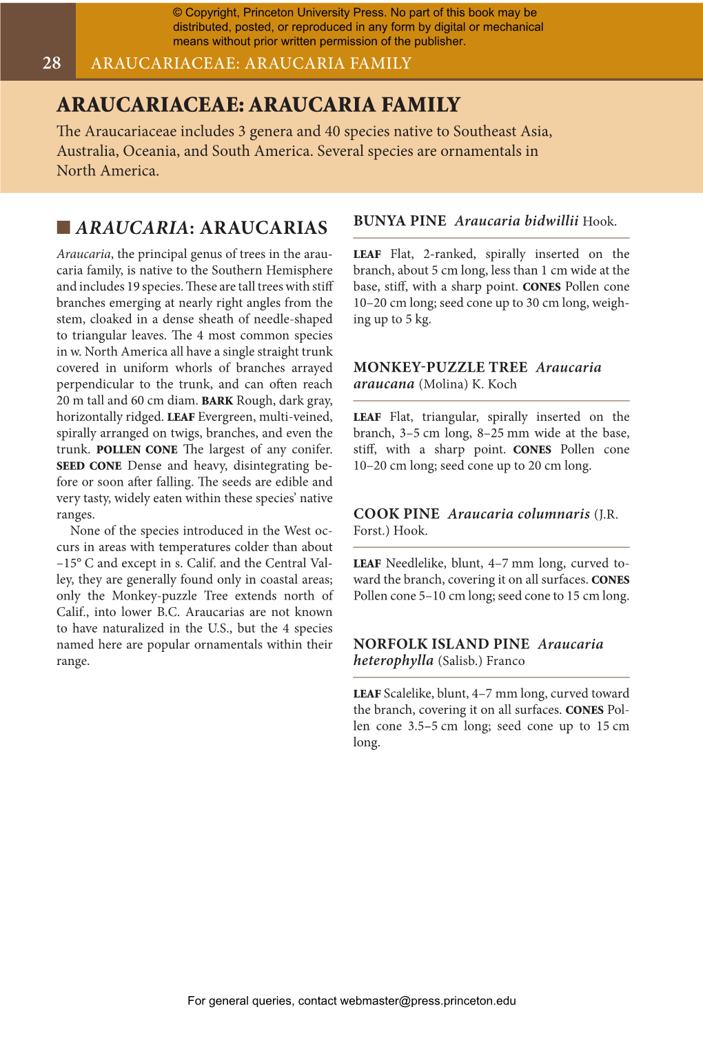 Araucariaceae: Araucaria Family