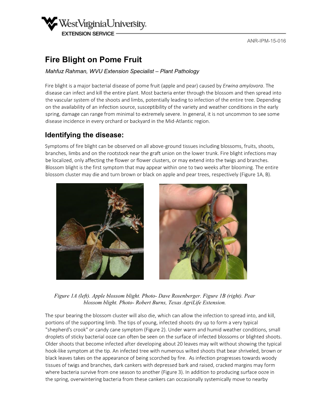 Fire Blight on Pome Fruit Mahfuz Rahman, WVU Extension Specialist – Plant Pathology