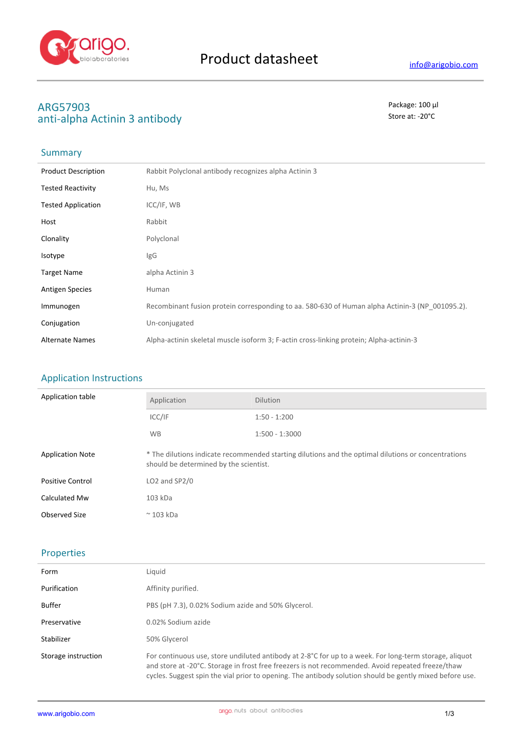 Anti-Alpha Actinin 3 Antibody (ARG57903)